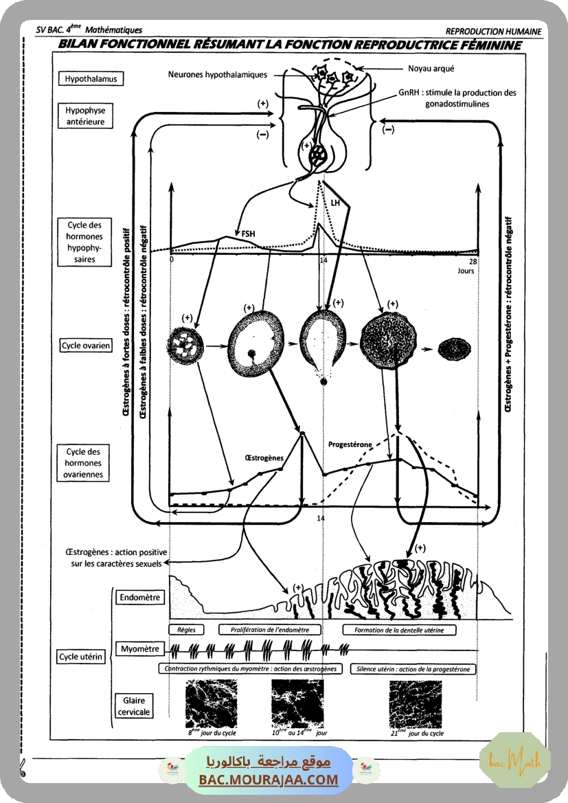 Pilote_4_Physique_Chimie_Bac_Math_T2
