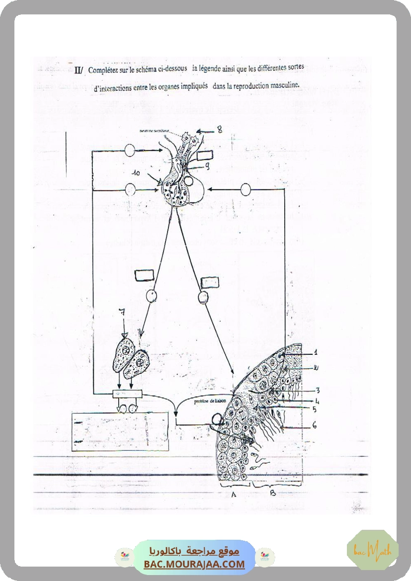 Serie_1_Dipole_RC