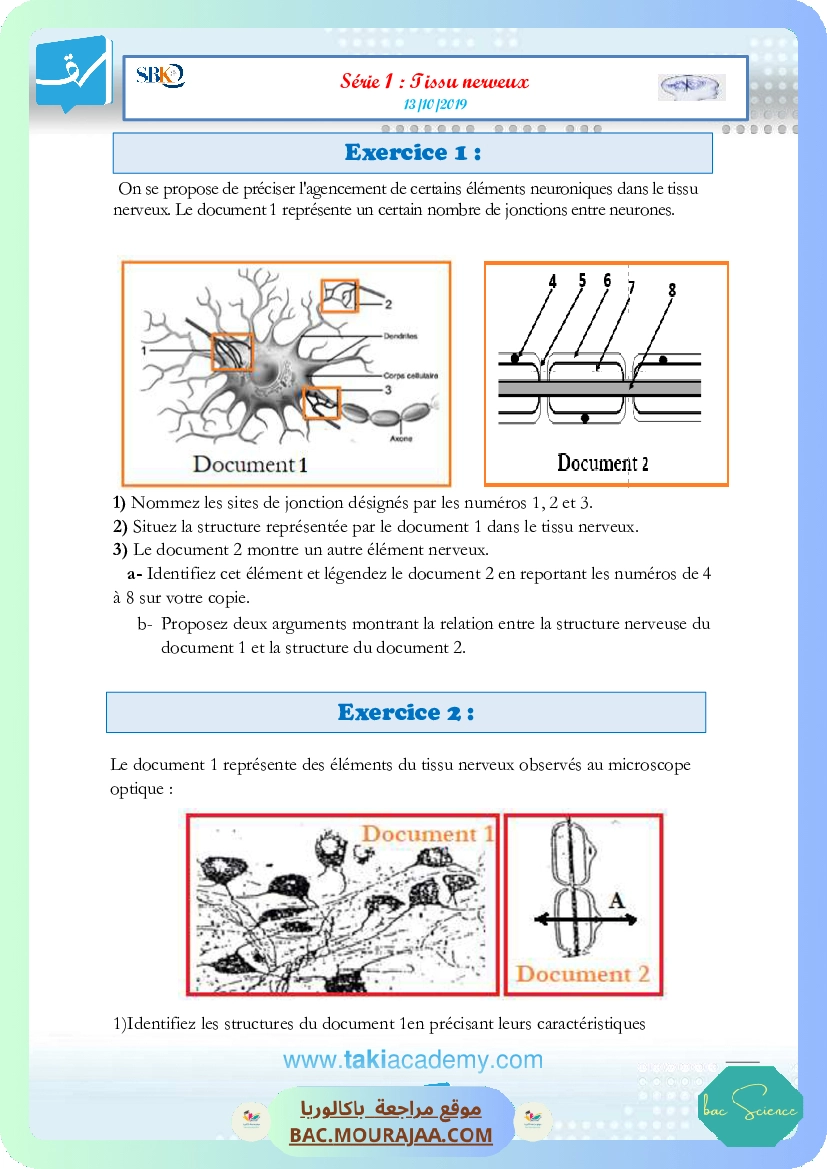 serie 1 tissu nerveux (13-10-2019)